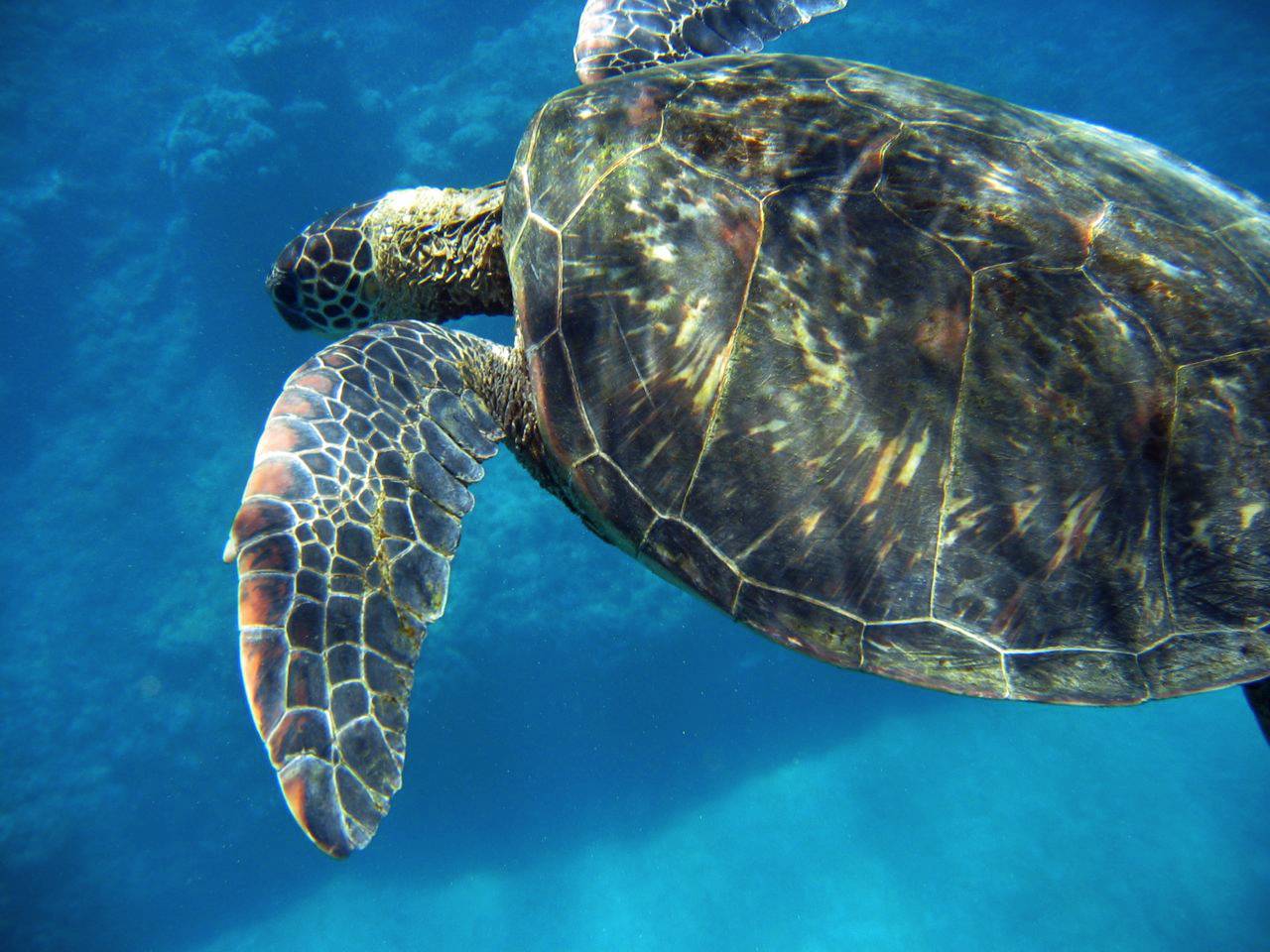 Sea turtle swimming by